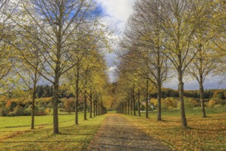Tree-lined trail in autumn with yellow leaves and cloudy sky, Hofgut Dauenberg avenue,
