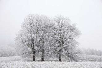Snowy trees in a foggy winter landscape that conveys a calm and cold atmosphere,