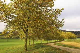Maple trees (Acer) with yellow autumn leaves along a winding path in a green landscape,