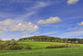 Soft green fields and blue sky with white clouds convey a peaceful spring landscape,
