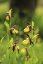 Close-up of yellow-brown orchid flowers (Cypripedium calceolus) in greenery with blurred