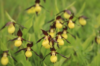 Yellow lady's slipper flowers (Cypripedium calceolus) with elegant shapes and green foliage in a