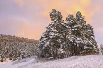 Snowy pine trees in a winter landscape at sunset under a pink-orange sky, Upper Danube nature park