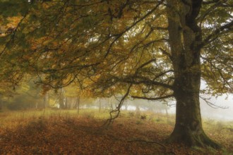 Autumn landscape with a large tree in fog surrounded by colorful foliage, Upper Danube nature park