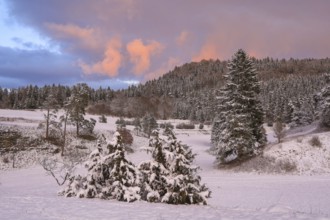 Snowy landscape at sunset with covered trees and pastel-coloured sky, Upper Danube nature park