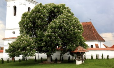 The Reformed Church in Lisznyo, Lisnau, with a blossoming chestnut tree in front, a historic