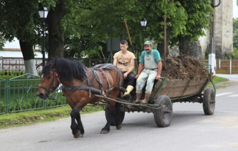 Two men in Romania driving a carriage pulled by a cold-blooded horse. In rural regions of the