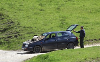 Selling puppies on the street, illegal dealer, Transylvania, Romania