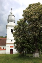 The Reformed Church in Lisznyo, Lisnau, with a blossoming chestnut tree in front, a historic