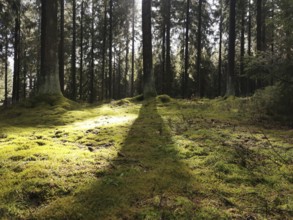 Sun rays illuminate the moss-covered forest floor and create a peaceful atmosphere, hiking in the
