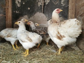 Group of chickens (gallus gallus domesticus) in a coop, standing on straw and surrounded by wooden