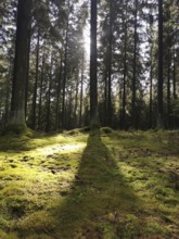 Light falls through tall trees and casts shadows on the moss-covered forest floor, hiking in the