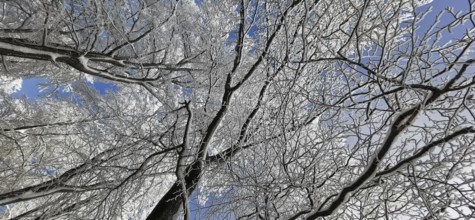 Snow-covered branches and clear sky in a cold winter landscape, hiking in the Frankenwald nature