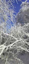 Snowy branches against a bright blue, clear winter sky, hiking in the Frankenwald nature park Park,