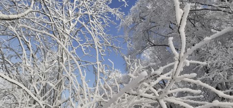 Snowy branches stretch out into the blue sky in a wintry scene, hiking in the Frankenwald nature