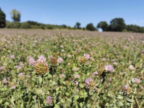 Field full of pink clover (trifolium) under a clear blue sky on a sunny day, Franconian Forest