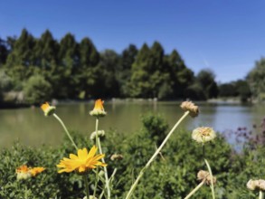 Yellow marigolds (calendula officinalis) in the foreground with a lake and trees in the background,