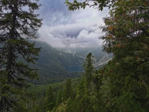 View through trees on a hidden lake, Morskie Oko surrounded by mountain scenery and dense forest,