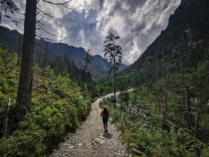 A hiker on a forest path surrounded by lush green fallen spruces (picea), climate change under a