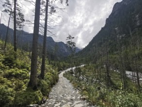 Hiking trail through a forest in mountainous surroundings with cloudy skies, High Tatras National