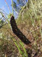 Colourful caterpillar of the spurge hawkmoth (hyles euphorbiae) on a green plant stem in nature,