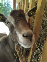 Portrait of a goat (caprae) in a barn with hay, looking curiously, Franconian Forest nature park