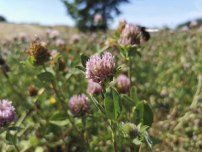Close-up of pink clover (trifolium) in a field in sunny weather, Franconian Forest nature park Park