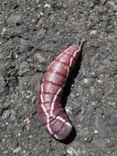 The red caterpillar of a puss moth (Cerura vinula) with white stripes crawls along an asphalt path,