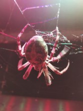 Close-up of a cross spider (araneus) in its web with pink and red light effects on a dark