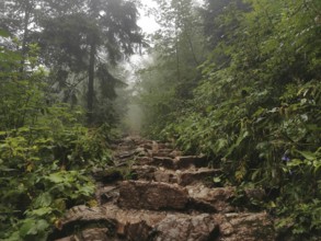 Rough, rocky path in foggy forest surrounded by lush greenery and nature, Zakopane, hiking to