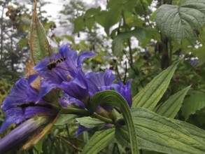 Purple flowers with a hoverfly (syrphidae) surrounded by green foliage in a lively natural