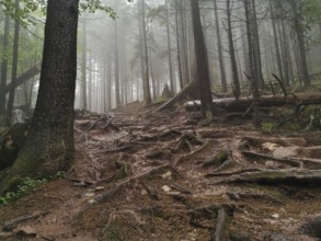 Forest trail with outstanding roots in foggy, humid surroundings, Zakopane, hiking to Kasprowy