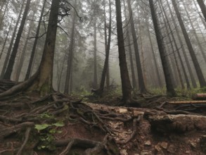 Forest with exposed roots and foggy, fairytale atmosphere, Zakopane, hiking to Kasprowy Wierch in