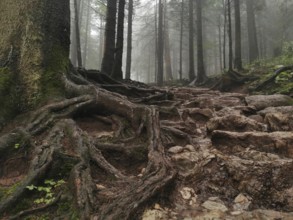 Trails with roots in the mystical foggy forest, Zakopane, hiking to Kasprowy Wierch in the High