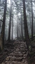 Rocky trail with strong roots in mystical, foggy forest, Zakopane, hiking to Kasprowy Wierch in the