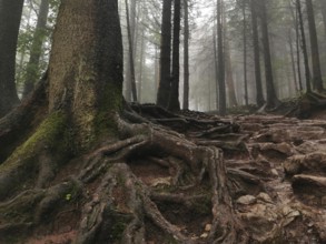 Forest with impressive rooted trees in foggy surroundings, Zakopane, hiking to Kasprowy Wierch in