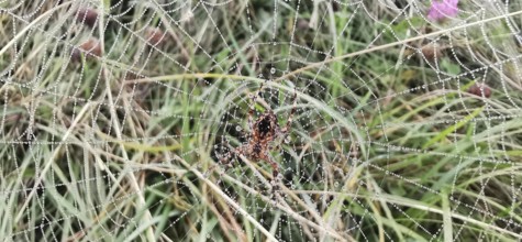 Spider web with spider (araneae) in the centre with dew drops over grass in nature, Zakopane,
