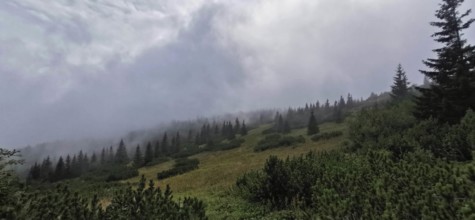 Foggy forest landscape with thick vegetation, Zakopane, hiking in the High Tatras National Park,