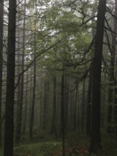 Dense forest with fog-covered trees and leaves, Zakopane, hiking to Kasprowy Wierch in the High