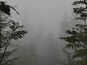Gloomy misty forest scene with silhouettes of trees in the background, Zakopane, hiking to Kasprowy