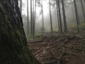 Dense forest with prominent tree trunks and roots in a mystical fog, Zakopane, hiking to Kasprowy