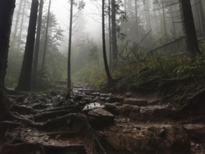 Mystical forest trail full of roots and stones in fog surrounded by tall trees, Zakopane, hiking to