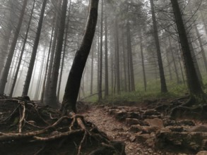 Mysterious, foggy forest with tall trees and rooted trails, Zakopane, hiking to Kasprowy Wierch in