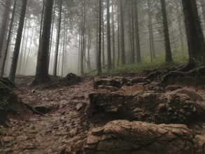 Misty forest with tall trees and rocky trails, a mystical and gloomy atmosphere, Zakopane, hiking