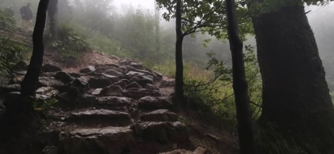 Rocky path in foggy forest surrounded by trees and moist soil, Zakopane, hiking to Kasprowy Wierch