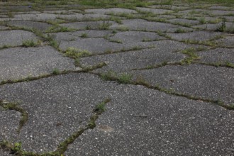Cracked asphalt surface, moss and grass are now growing out of the cracks, frost damage