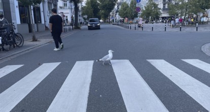 Herring gull (Larus argentatus), gull walking across the zebra crossing, funny, Warnemünde,