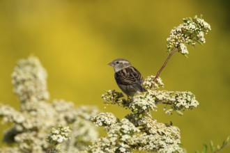 House sparrow (Passer domesticus) adult female garden bird on a shrub with white blossom flowers in
