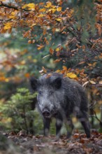 Wild boar (Sus scrofa) in autumn forest, autumn, autumn colours, Germany
