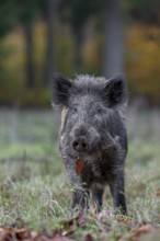 Wild boar (Sus scrofa) on a forest meadow, autumn, autumn colours, Germany